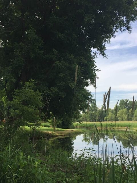 A tranquil pond reflecting trees and sky, surrounded by tall grasses.