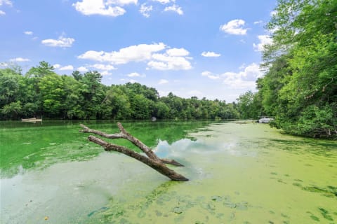 A landscape of green water with a tree branch overhanging, surrounded by lush greenery and a blue sky.